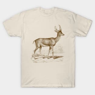 Roe Deer Vintage Wildlife Illustration T-Shirt